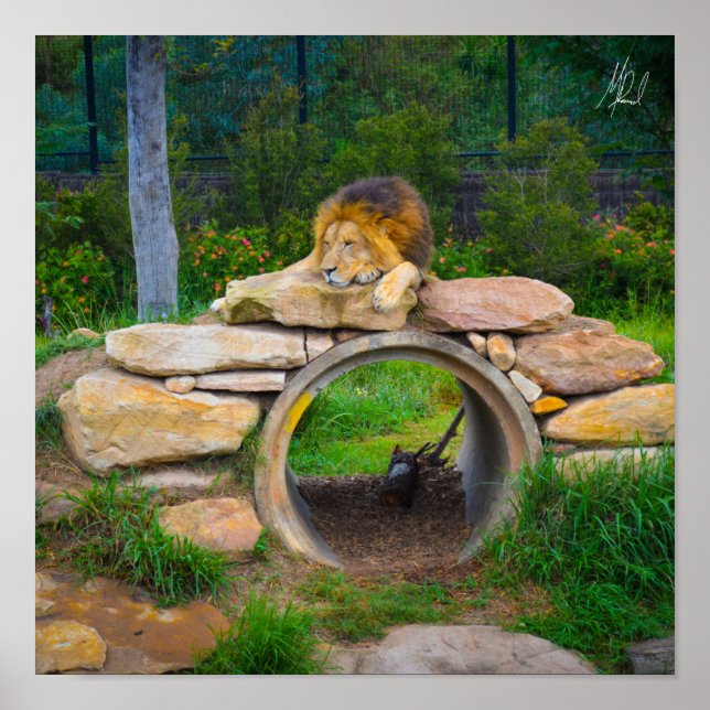 Signed Lion Poster (Front)