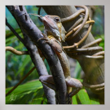 Signed Merten's Water Monitor Poster