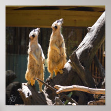 Signed Taronga Western Plains Zoo Dubbo - Meerkat