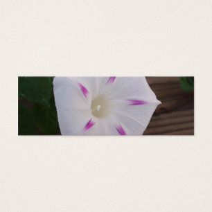 Signet blanc de la gloire du matin