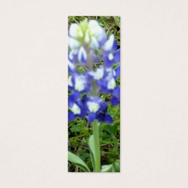Signet Bluebonnet (Devant)