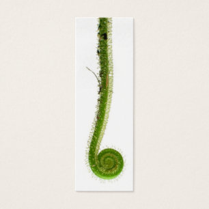 Signet de fronde de Sundew