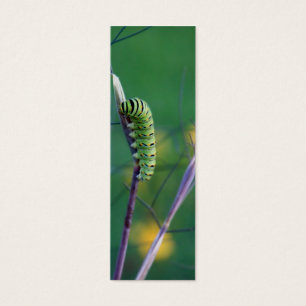 Signet de la Science de chat de machaon