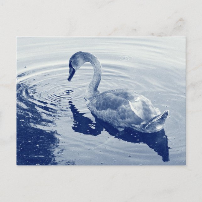 Signet Swan - Digital Cyanotype Postcard (Front)