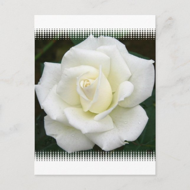 Significations roses Carte postale (Devant)