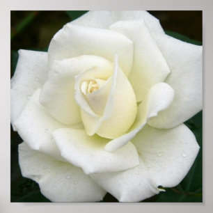 Significations roses Poster Imprimer