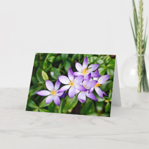 Signs of Spring Card