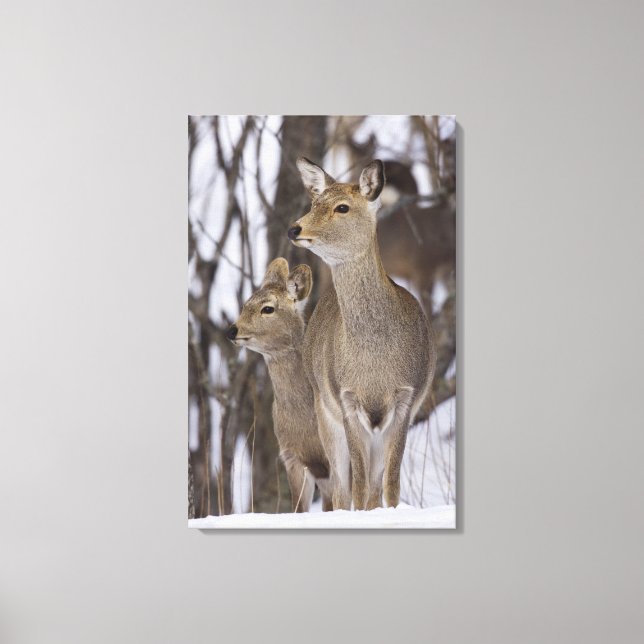 Sika Deer Doe and Young, Hokkaido, Japan Canvas Print (Front)
