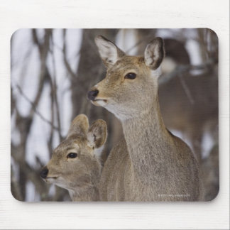 Sika Deer Doe and Young, Hokkaido, Japan Mouse Pad