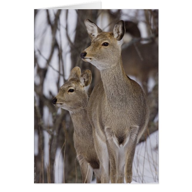 Sika Deer Doe and Young, Hokkaido, Japon (Devant)