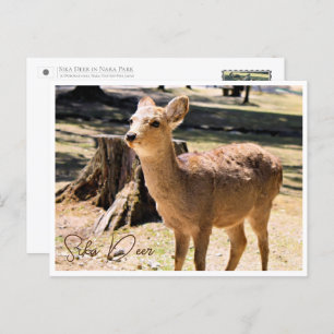 Sika Deer in Nara Park Postcard
