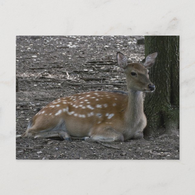 Sika deer postcard (Front)