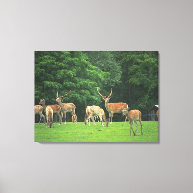 Sika deer standing in a clearing canvas print (Front)