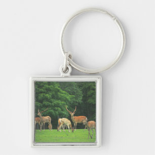 Sika deer standing in a clearing keychain