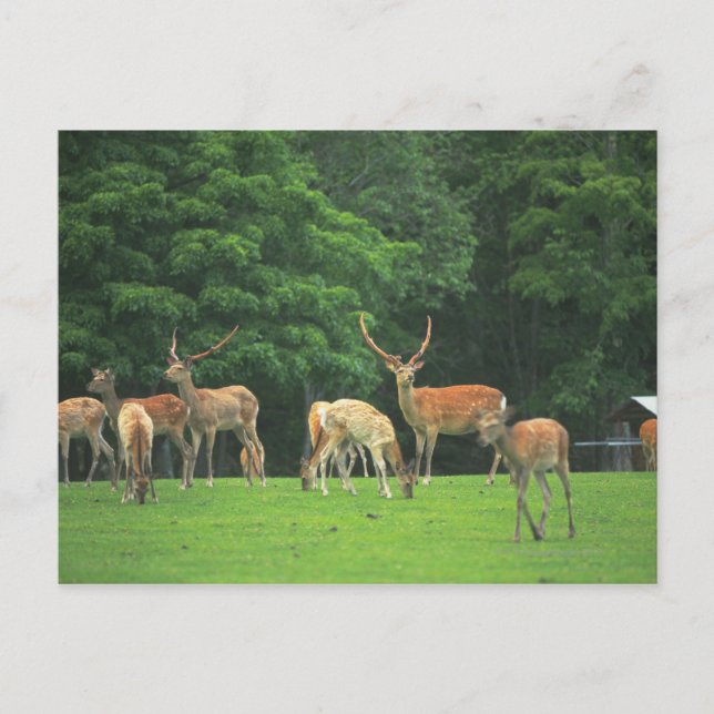 Sika deer standing in a clearing postcard (Front)
