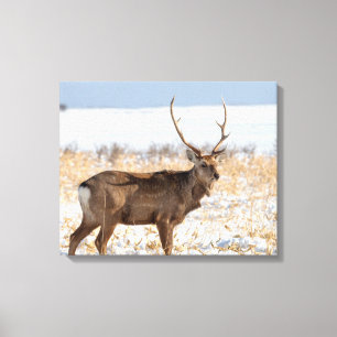 Sika Stag In a Snowy Field   Japan Canvas Print