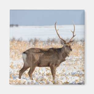 Sika Stag In a Snowy Field   Japan Magnet