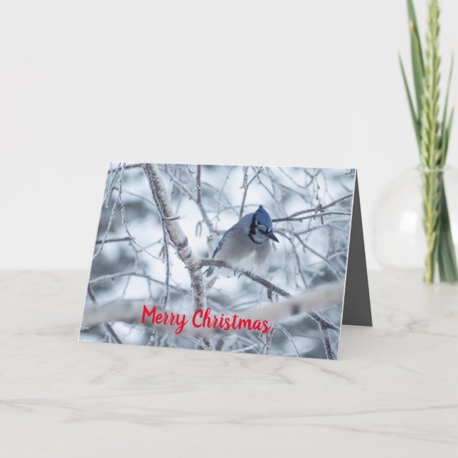 Silence Wonders Carte de Noël Blue Jay (Devant)