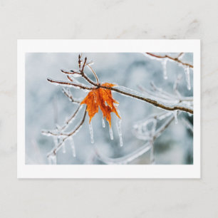 silent choice postcard