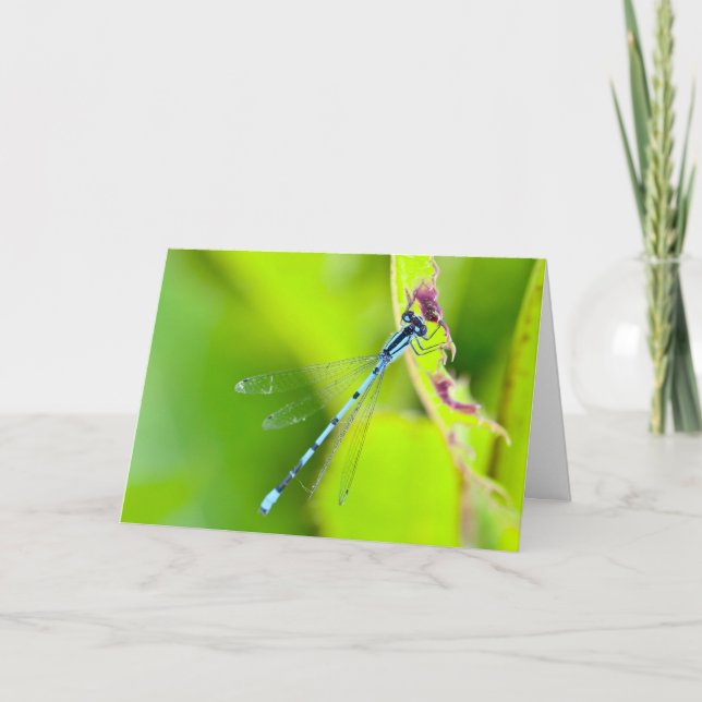 Silent merveilles carte de voeux vierge Dragonfly (Devant)
