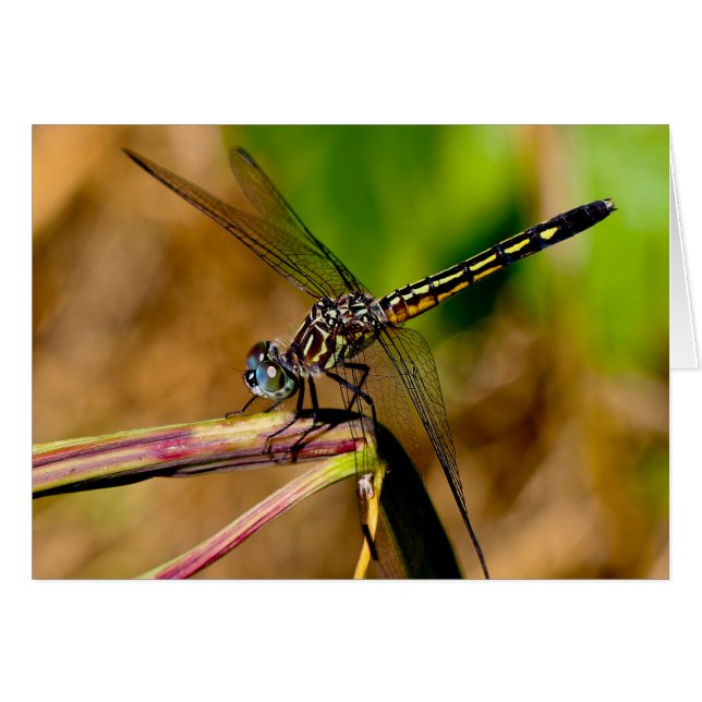 Silent wonders blank greeting card Dragonfly (Front Horizontal)