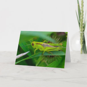 Silent wonders blank greeting card Grasshopper