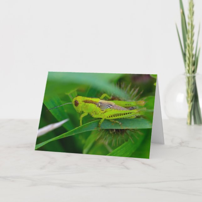 Silent wonders blank greeting card Grasshopper (Front)