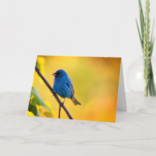 Silent wonders blank greeting card Indigo Bunting