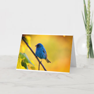 Silent wonders blank greeting card Indigo Bunting