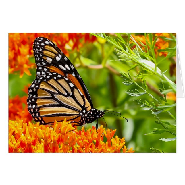 Silent wonders blank greeting card Monarch (Front Horizontal)