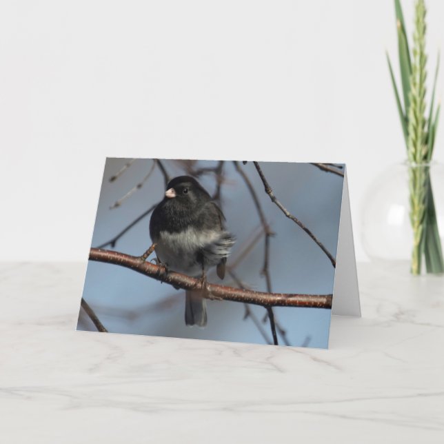 Silent Wonders blank inside greeting card Junco (Front)