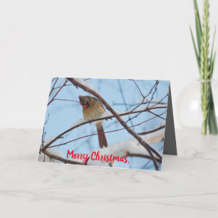 Silent Wonders Carte de Noël Femme Cardinal