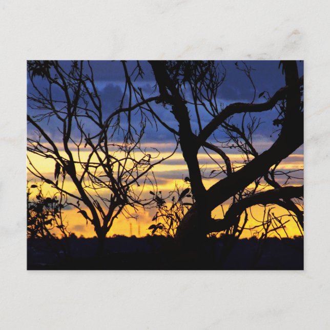 Silhouette Arbres Skyscapes Carte postale (Devant)