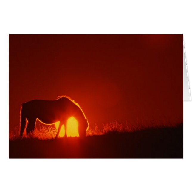 Silhouette de cheval au coucher du soleil (Devant horizontal)