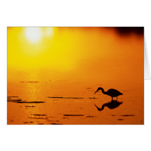Silhouette de héron au coucher du soleil, Floride