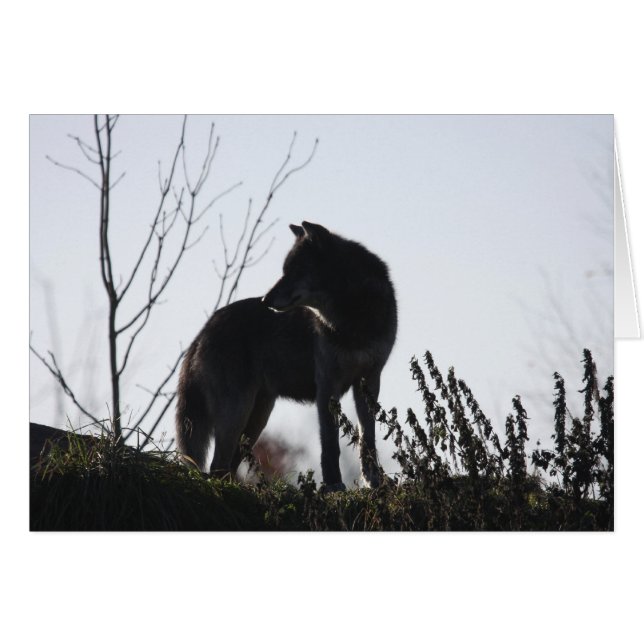 silhouette de loup (Devant horizontal)
