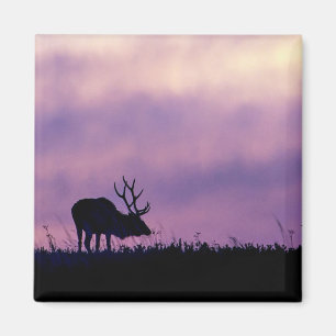 Silhouette d'Elk au aimant du coucher du soleil