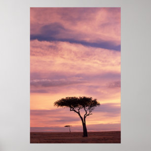 Silhouette image of acacia tree at sunrise poster