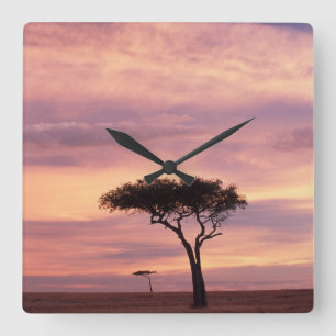 Silhouette image of acacia tree at sunrise square wall clock