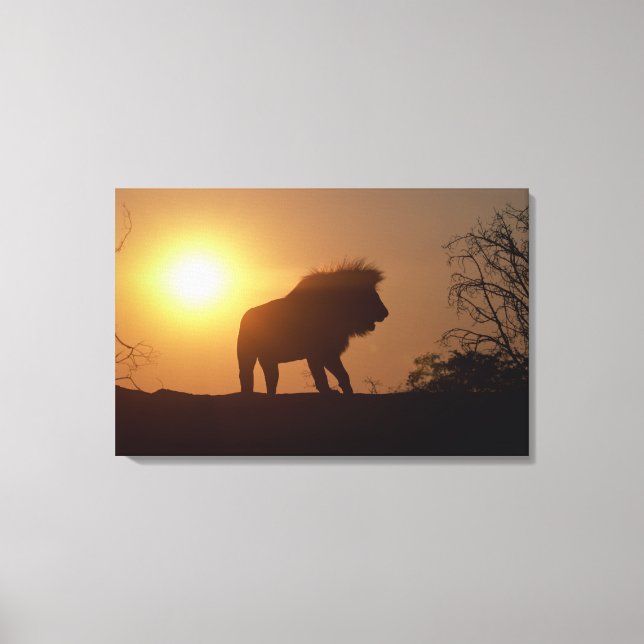 Silhouette of a lion canvas print (Front)