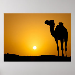 Silhouette of a wild camel at sunset poster