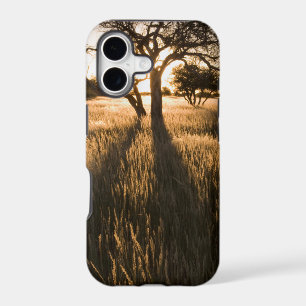 Silhouette Of Acacia Trees In Grass. Mariental