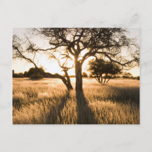 Silhouette Of Acacia Trees In Grass. Mariental Postcard