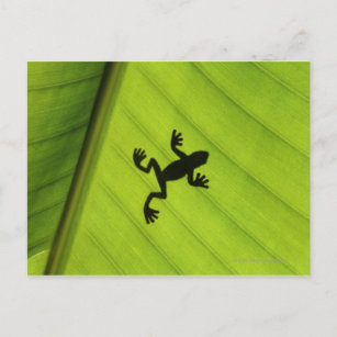 Silhouette of frog through banana leaf postcard