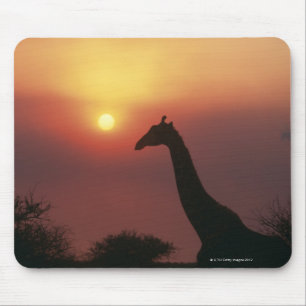 Silhouette of Giraffe (Giraffa Camelopardalis) Mouse Pad
