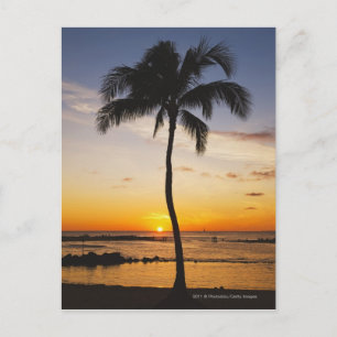 Silhouette of one Palm Tree by a Red Orange Sunset Postcard