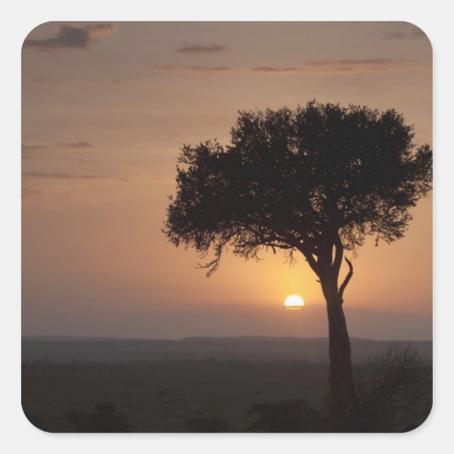 Silhouette of tree on plain, Masai Mara 2 Square Sticker (Front)