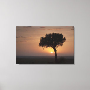 Silhouette of tree on plain, Masai Mara Canvas Print