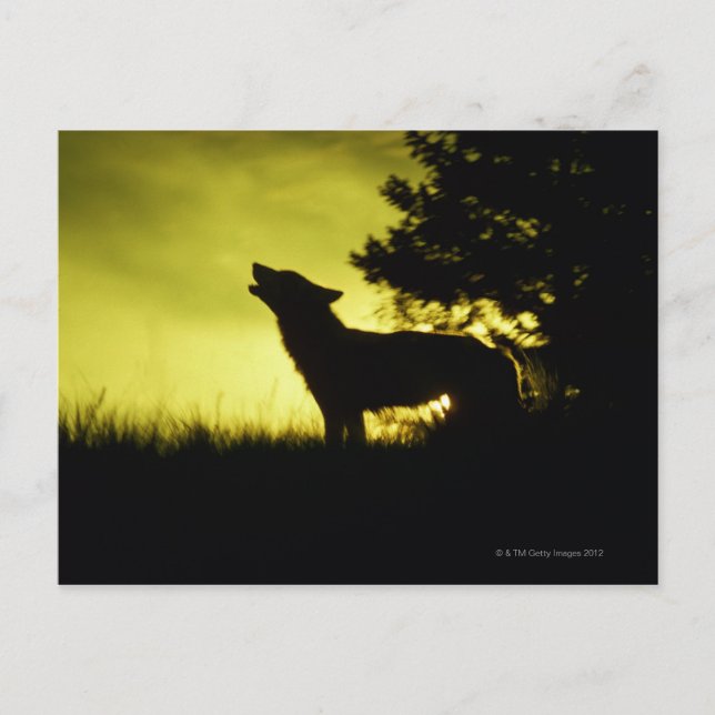 Silhouette of wolf howling postcard (Front)