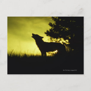 Silhouette of wolf howling postcard
